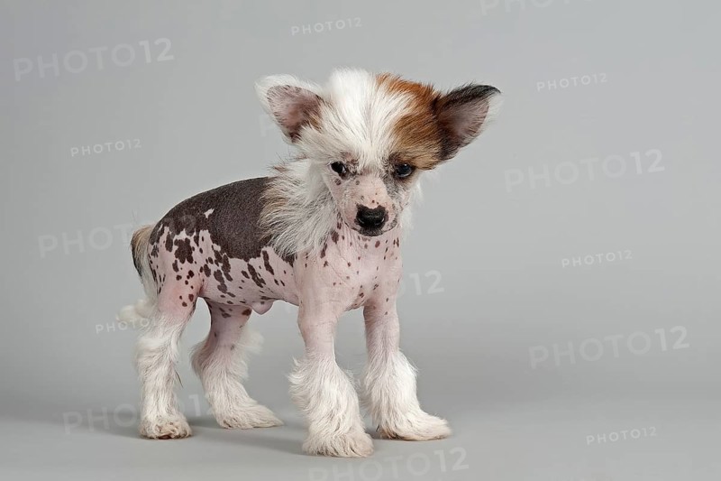 Chinese Crested Dog