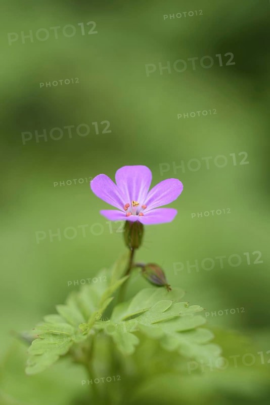 Herb Robert (Geranium robertianum) flowering