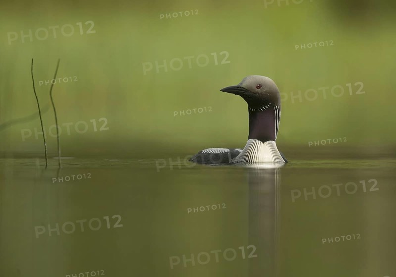 Black-throated Diver (Gavia arctica)