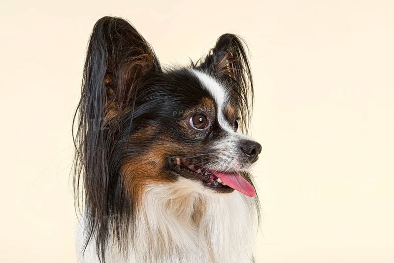 Papillon