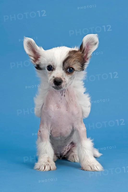 Chinese Crested Dog