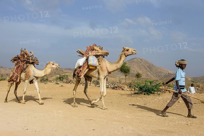 Boy and camels loaded with firewood walking through Keren