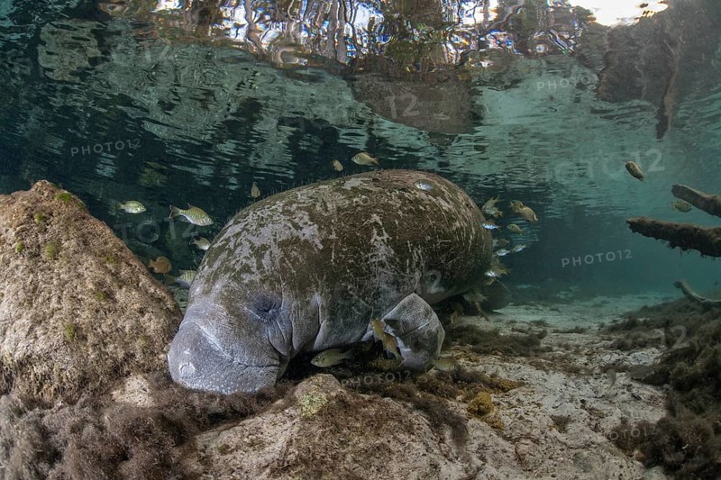 Sleeping West Indian Manatee (Trichechus manatus) at cleaning station