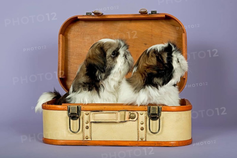Two Shih Tzu puppies