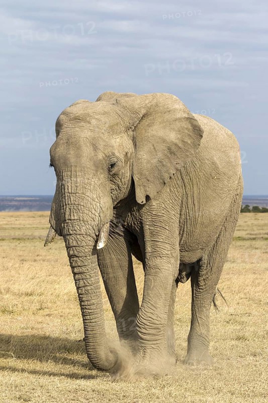 African Elephant (Loxodonta africana) adult