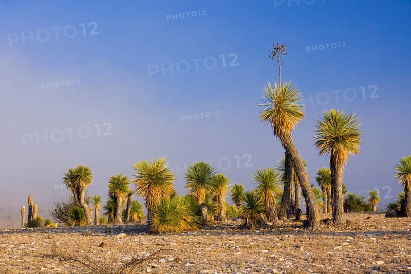 Bioconvex Denticulate Leaf-Yucca (Yucca queretaroensis) near Los Temporal