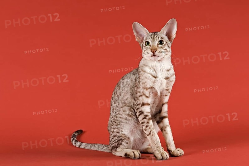 Oriental Shorthair cat
