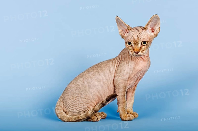 Devon Rex cat