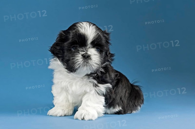 Shih Tzu puppy