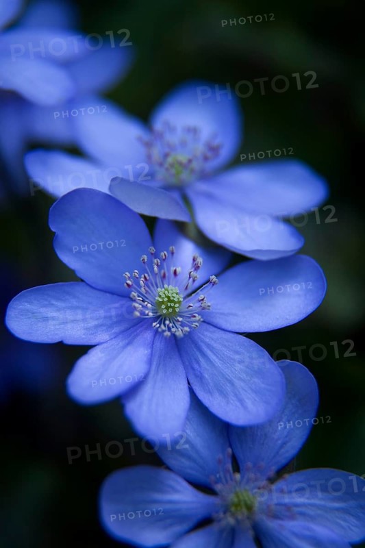 Hepatica (Anemone hepatica)