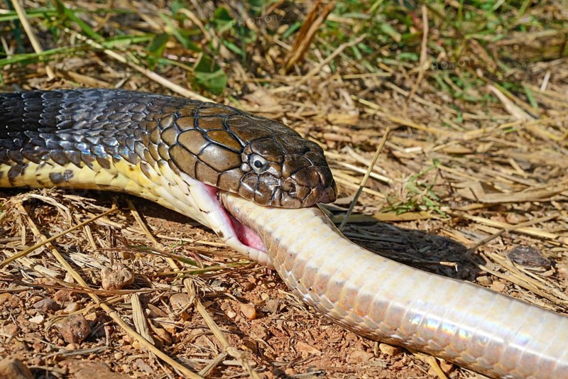 King cobra (Ophiophagus hannah)