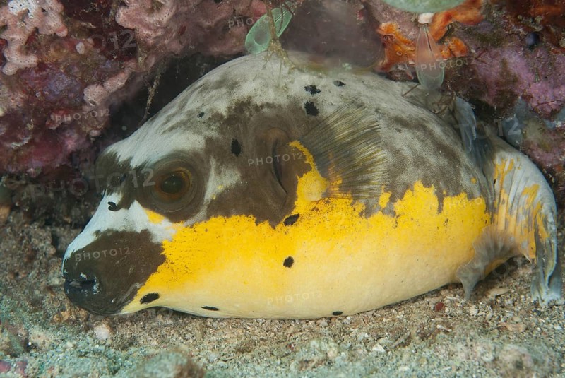 Black-spotted Puffer (Arothron nigropunctatus) adult