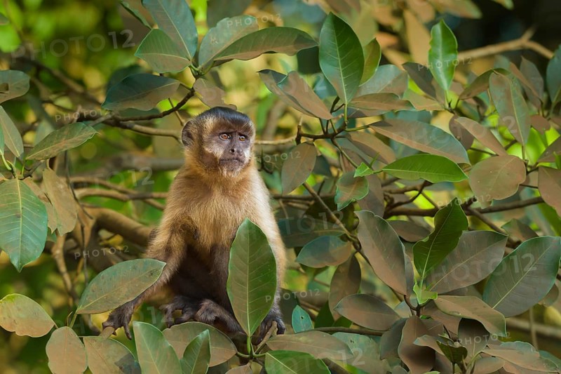 Tufted Capuchin (Cebus apella)