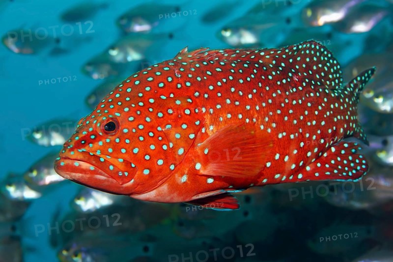 Coral hind (Cephalopholis miniata) in shoal of Red Sea dwarf sweepers (Parapriacanthus guentheri)