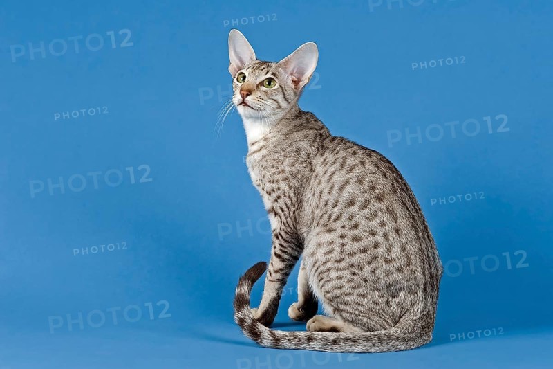 Pedigree cat