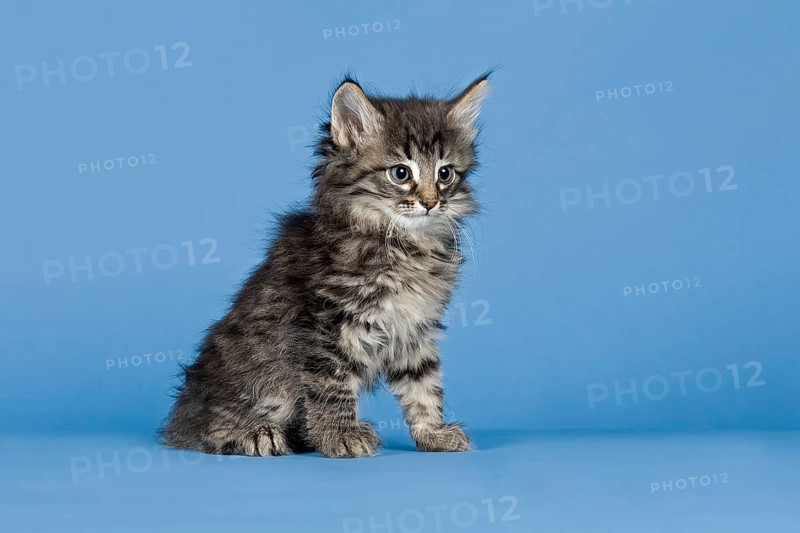 Norwegian Forest Cat