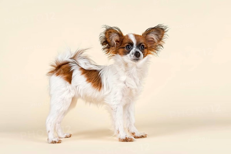 Papillon puppy