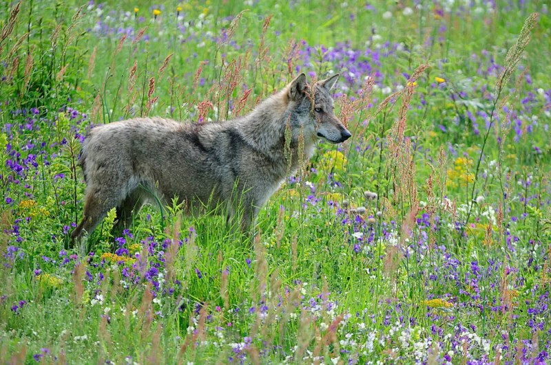 Appeninian Wolf (Canis lupus) on a spring meadow with Etruscan Violets (Viola etrusca)
