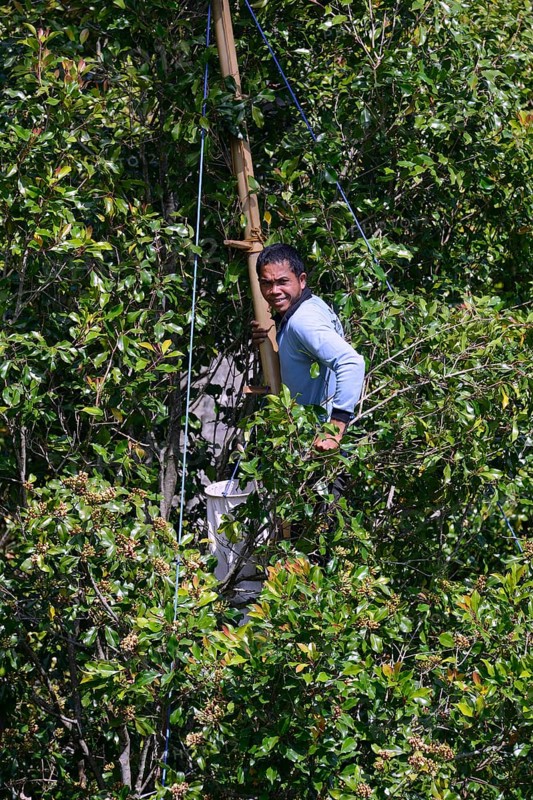 Farmer harvesting cloves