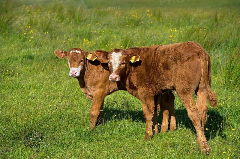 Two calves