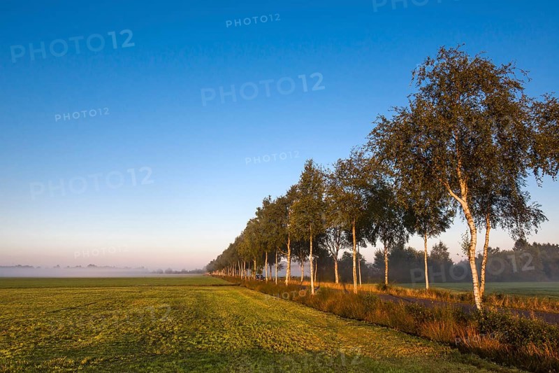 Birch tree avenue in the morning light