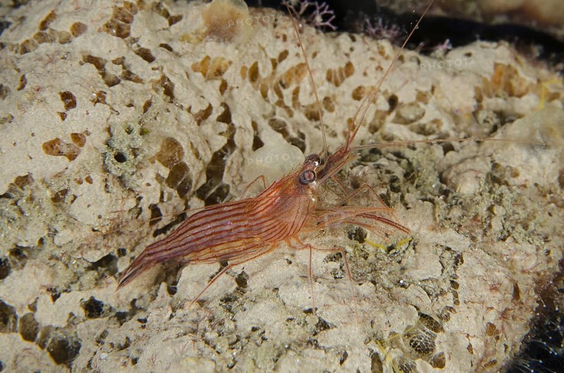 Cleaner Shrimp (Lysmatella prima) on sponge
