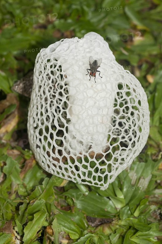 Veiled Lady Mushroom (Phallus indusiatus)