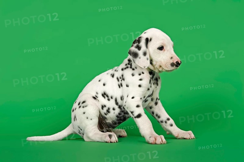 Dalmatian puppy