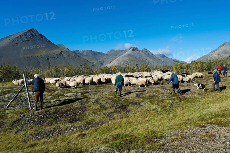 Flock of sheep being rounded up