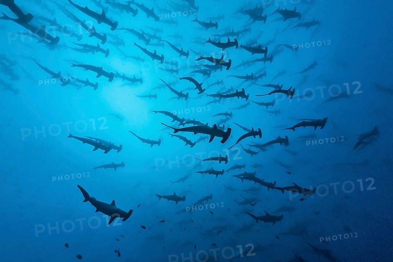 School of Scalloped Hammerheads (Sphyrna lewini)