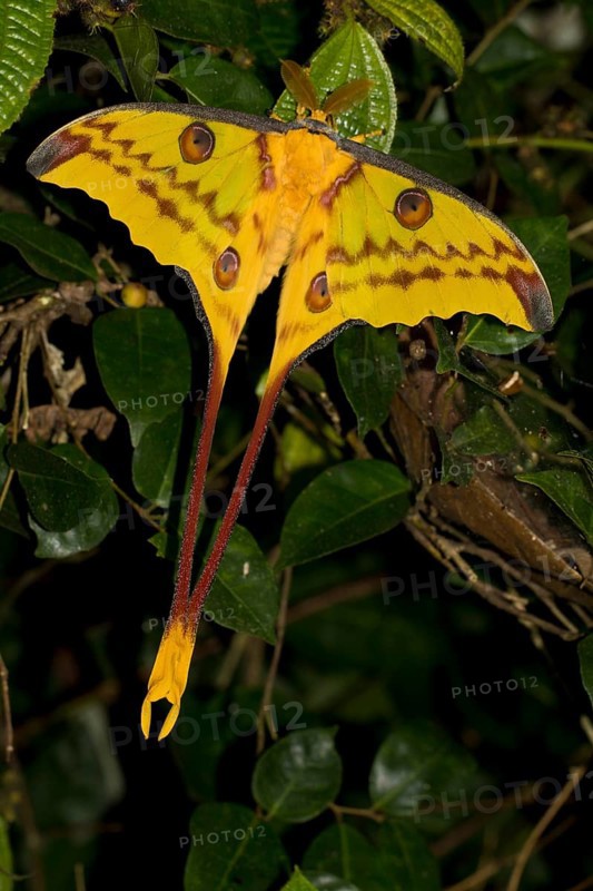 Comet Moth (Argema mittrei)