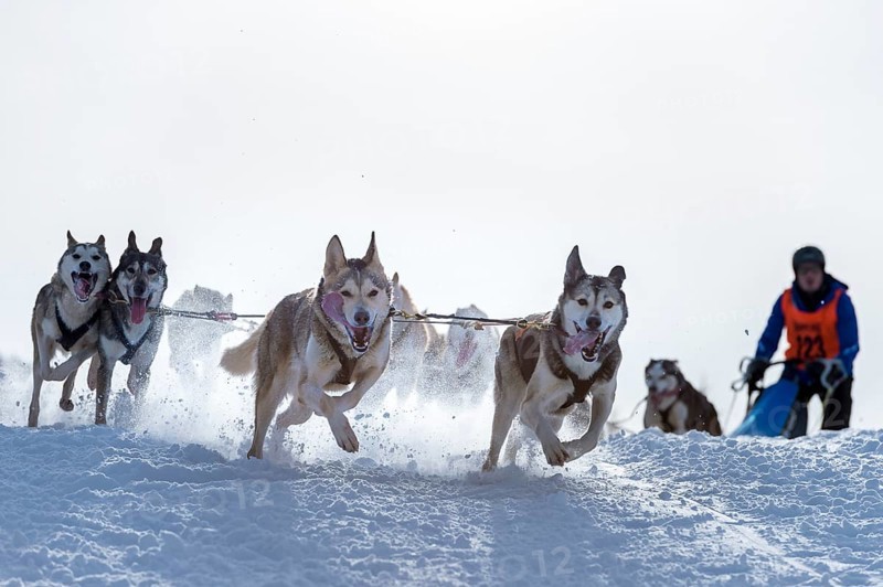 Sled dog racing