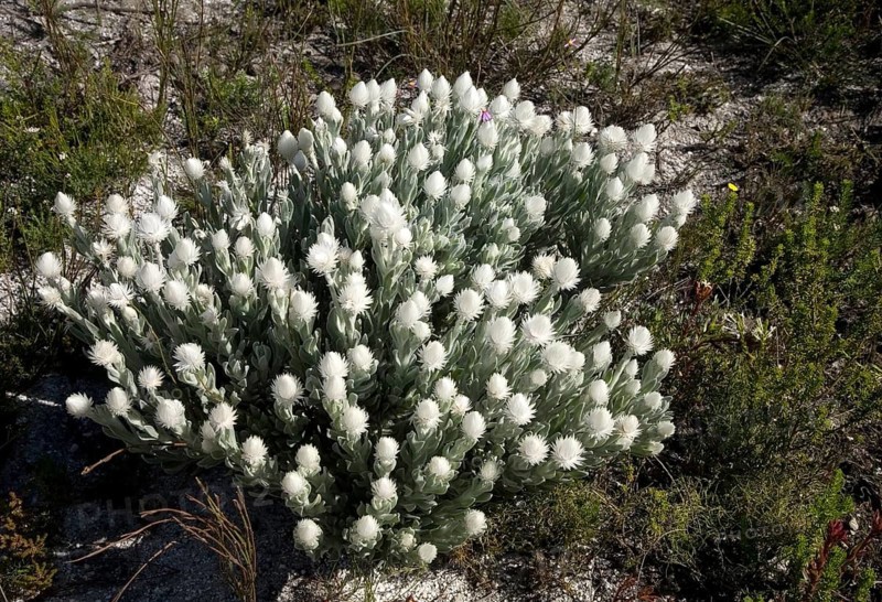 Everlastings (Syncarpha vestita)