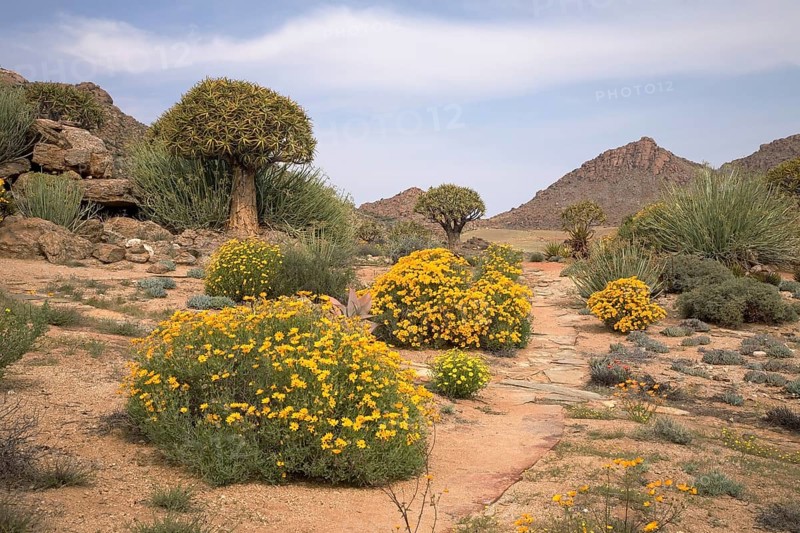 Spring in Goegap nature reserve with Skaapbos bushes (tripteris oppositifolia)
