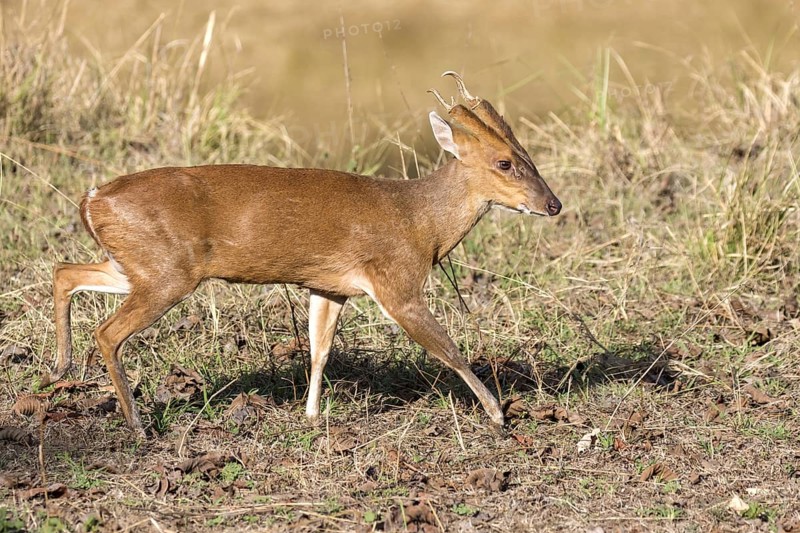 Indian muntjac (Muntiacus muntjak)