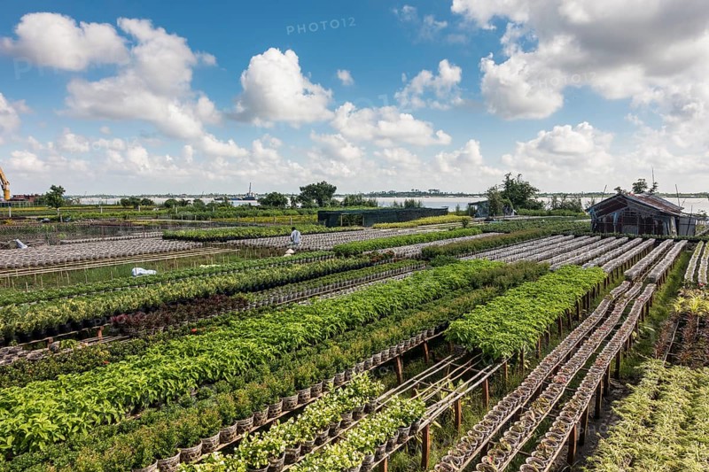 Market garden with floriculture for global sales