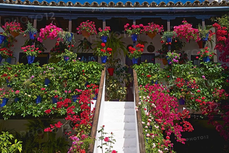 Flower-bedecked inner courtyard during the Fiesta de los Patios