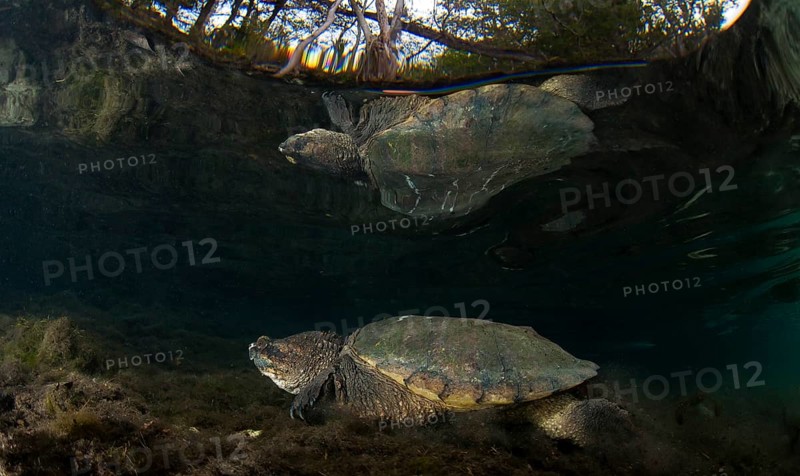 Common Snapping Turtle (Chelydra serpentina)