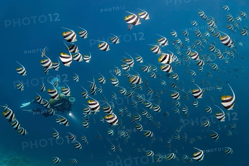 Scuba diver in a school of Schooling Bannerfish (Heniochus diphreutes) over a coral reef