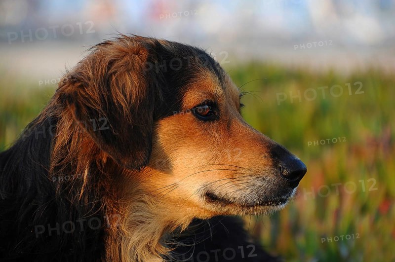 Stray dog with wet fur