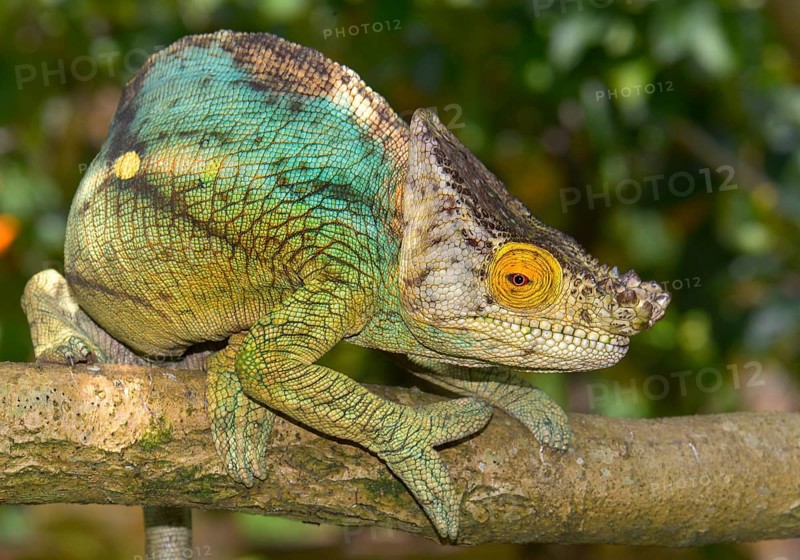 Giant Parsons chameleon (Calumma parsonii parsonii) in the rainforest