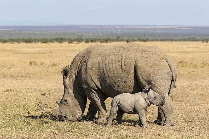 White Rhinoceros (Ceratotherium simum)