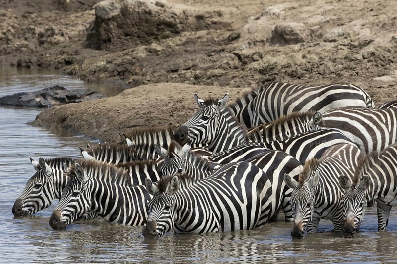 Grant's Zebras (Equus quagga boehmi)