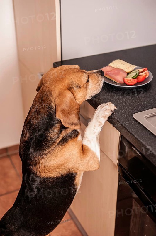Beagle begging for food in the kitchen