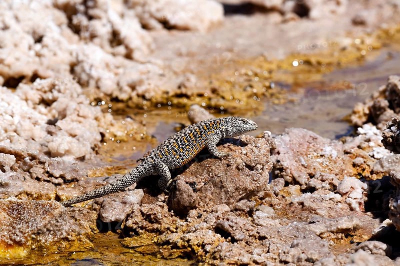 Fabian's lizard (Liolaemus fabiani)