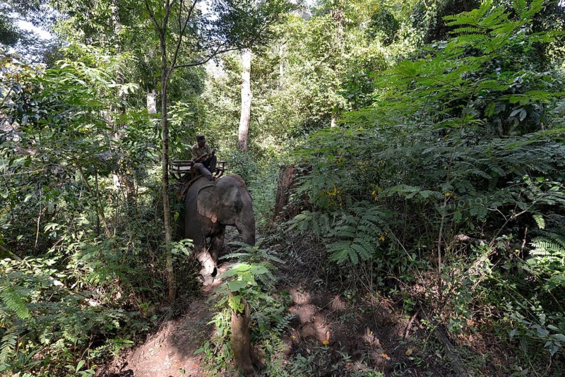 Elephant trekking in the jungle