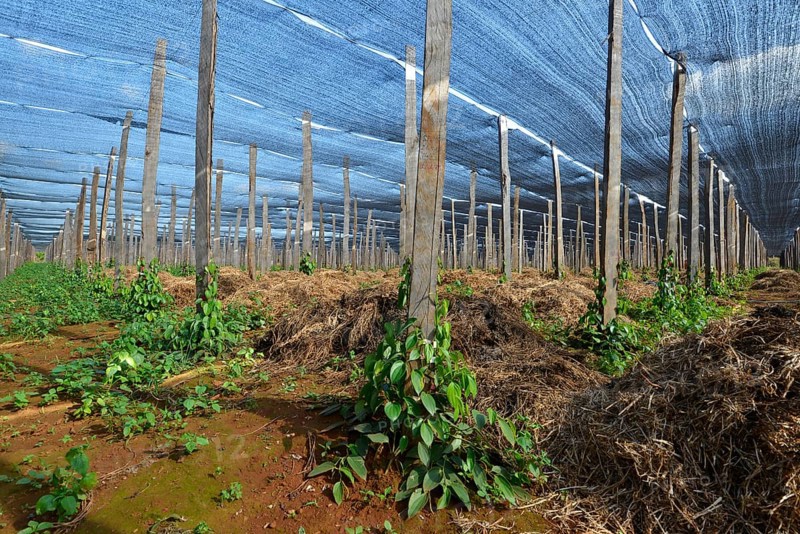 Pepper plantation