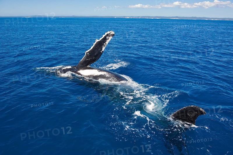 Humpback Whale (Megaptera novaeangliae)