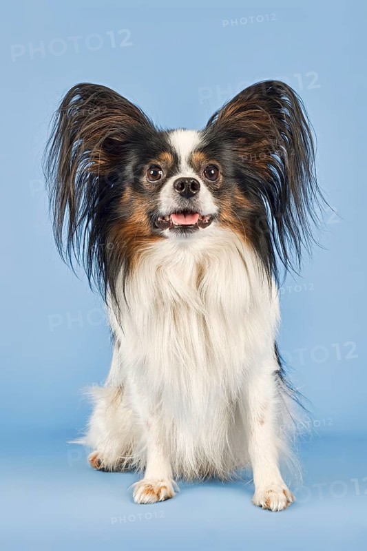 Papillon