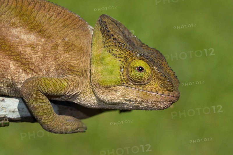 Parson's chameleon (Calumma parsonii cristifer) in the rainforest of Andasibe